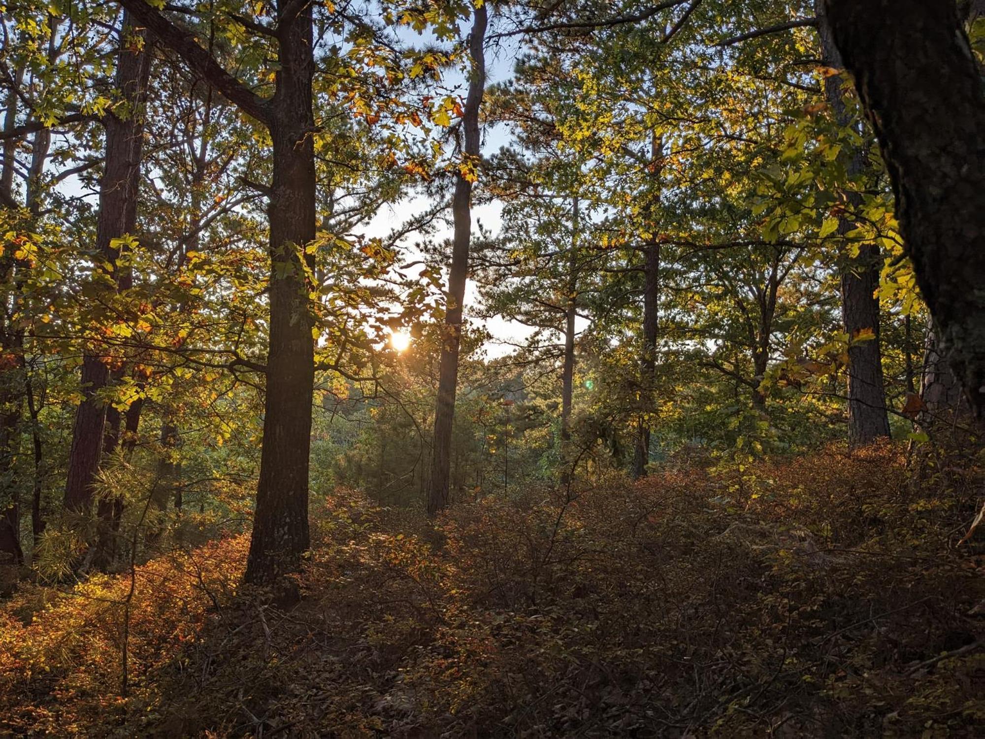 Loblolly Pines Adventure Cabin 3 - King Eureka Springs Buitenkant foto